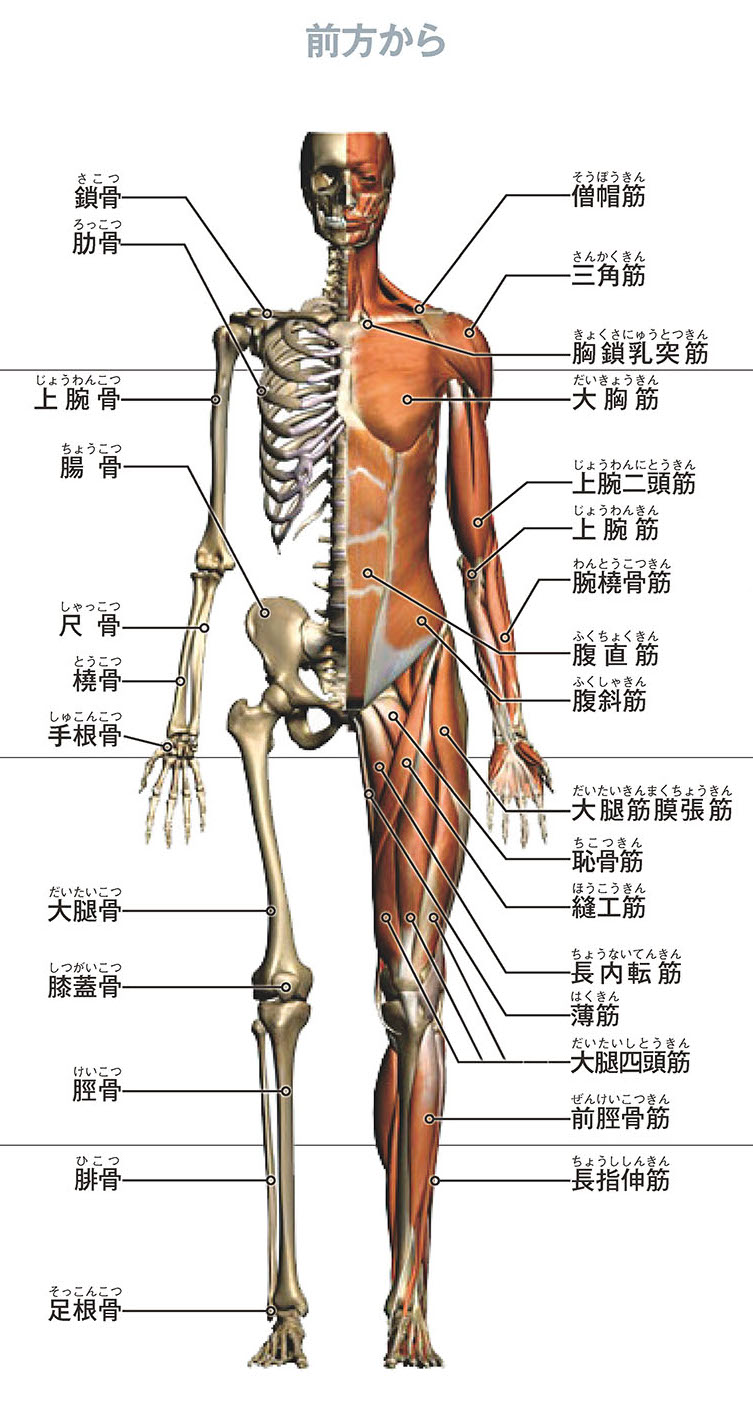 「前方からの代表的な骨格と筋肉の名称」のご紹介