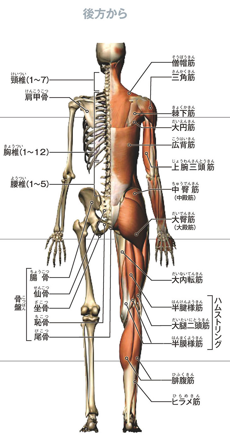 「前方からの代表的な骨格と筋肉の名称」のご紹介