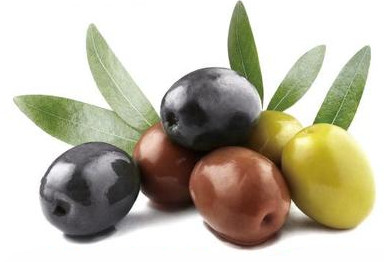 オリーブの果実。熟してくると、緑~紫~黒へと色が変わります。