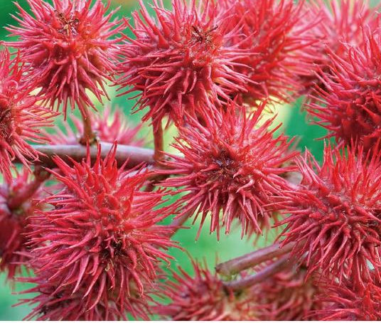 赤く色付く品種は「ベニヒマ(アカトウゴマ)」と呼ばれ、生花にもよく用いられています。