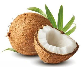 胚乳が分厚く成熟したココナッツ