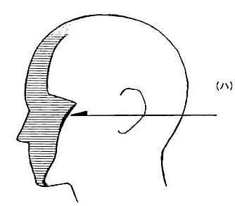 おおまかな顔・頭部の立体構成をご紹介します。顔・頭部の構成を理解することは、角度をつけたり、影をつける場合、とても重要になります。
