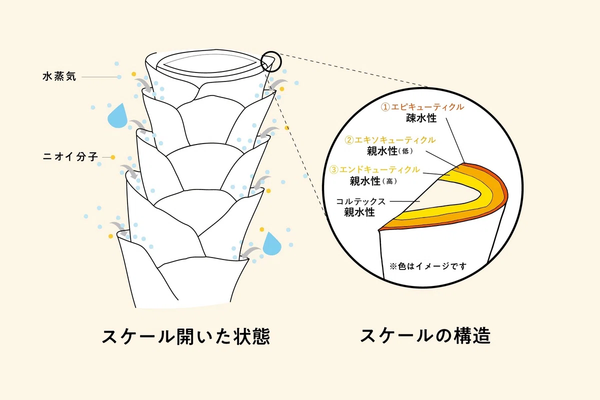 ウールのスケール構造の機能について