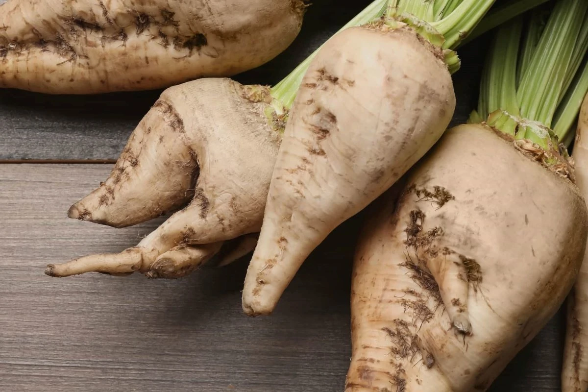 てんさい糖 ― 北の大地が育てた、やさしい甘さ