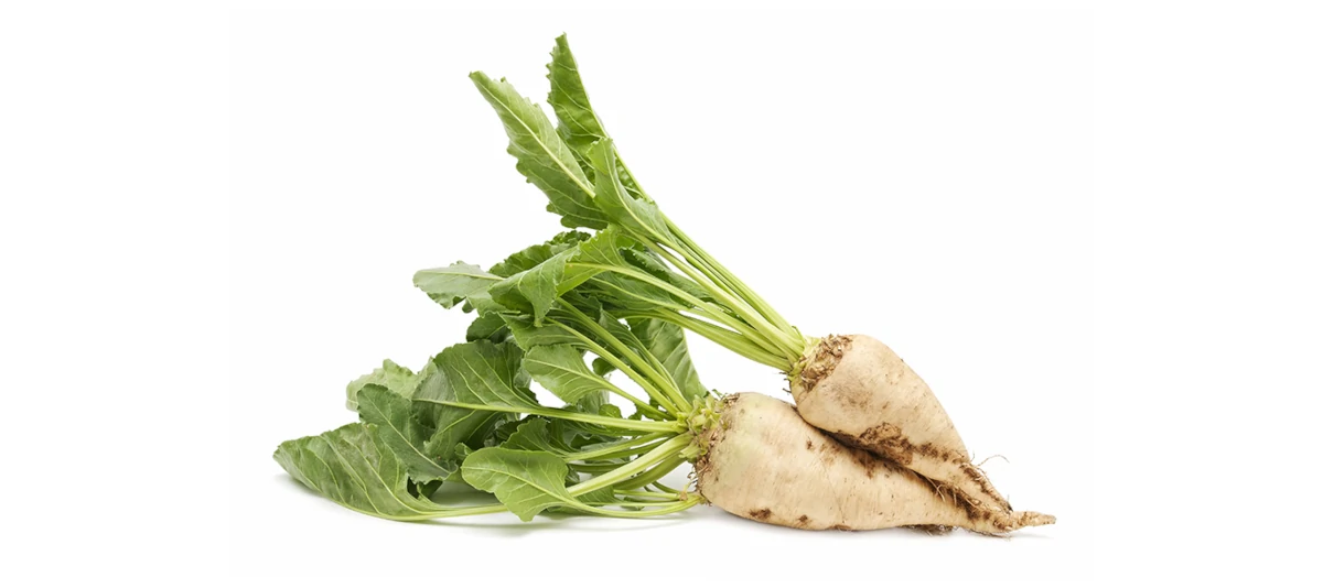 てんさい糖の歴史 ― 北の風土が生んだ近代日本の砂糖